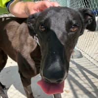 Photo of Royal The Greyhound