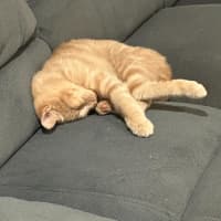 Photo of Georgia