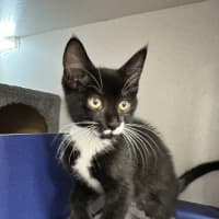 Photo of Ebony