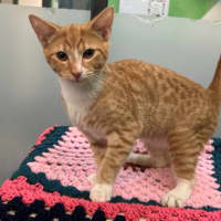 Photo of Mango