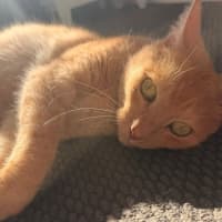 Photo of Frankie