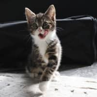 Photo of Dexter
