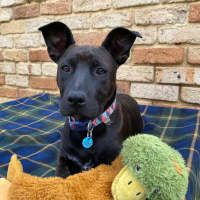 Photo of Cinders