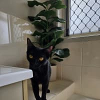 Photo of Chloe 🐈‍⬛💛🐾