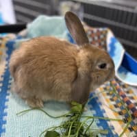 Photo of Peri Peri (Bonded To Tomato)