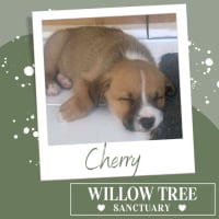 Photo of Cherry