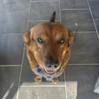Photo of Spud   4 Year Old Corgi X