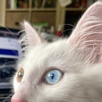 Photo of Smudge