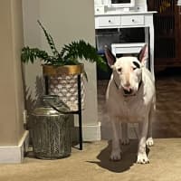 Photo of Dozer