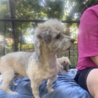 Photo of Frankie 💙