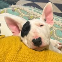Photo of Pearl