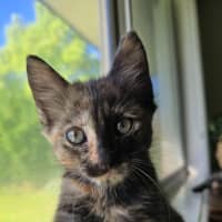 Photo of Paisley