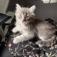 Photo of Brooklyn & Bandit 