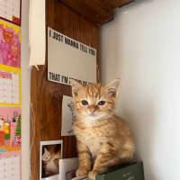 Photo of Sesame