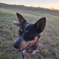 Photo of Shelby