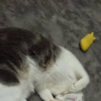 Photo of Magnum