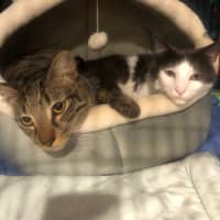 Photo of Taffy & Tiggy 