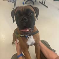 Photo of Tyson