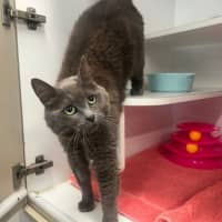 Photo of Pudding Pop