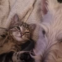 Photo of Splinter 