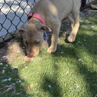 Photo of Squishy   11 Week Old Staffy X