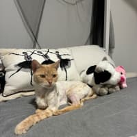 Photo of Flik