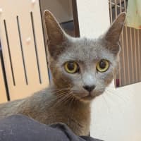 Photo of Cinder