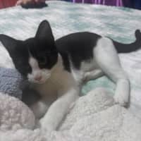 Photo of Angus