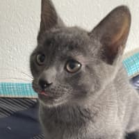 Photo of Odin