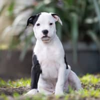 Photo of Patch