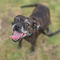 Photo of Bindi (56230)