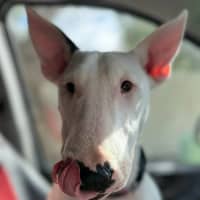 Photo of Mooboo
