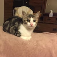 Photo of Mr Shmeagal