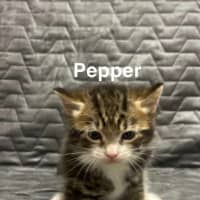 Photo of Pepper