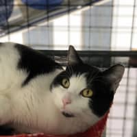 Photo of Pancake