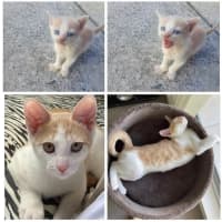 Photo of Peanut