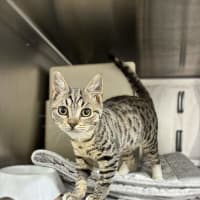 Photo of Button