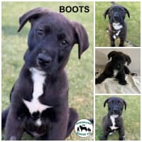 Photo of Boots 