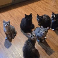 Photo of Liquorice Six