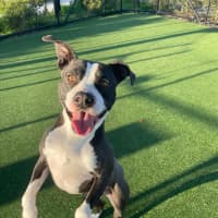 Photo of Hector Imp 1302