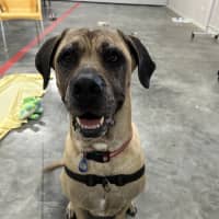Photo of Roxy