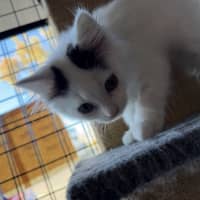 Photo of Marshmallow