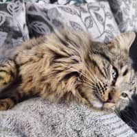 Photo of Aurelian Silvanus