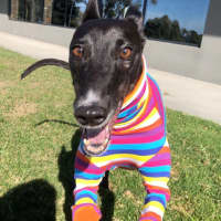 Photo of Goldie The Greyhound