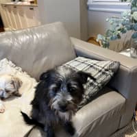 Photo of Jack (Aka Jack Sparrow)