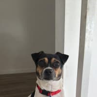 Photo of Oscar   6 Year Old Chihuahua X