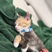 Photo of Mouse