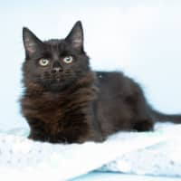 Photo of Albert Einstein