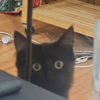 Photo of Sqeaks