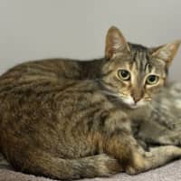 Photo of Clover